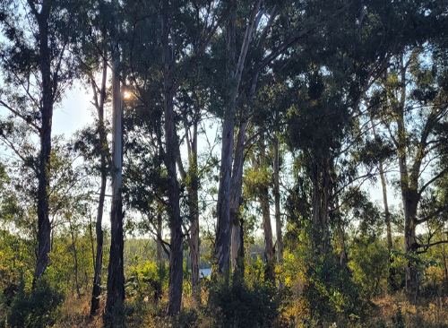 Doggie Trails mobile 3