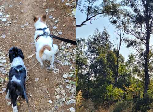 Doggie Trails mobile