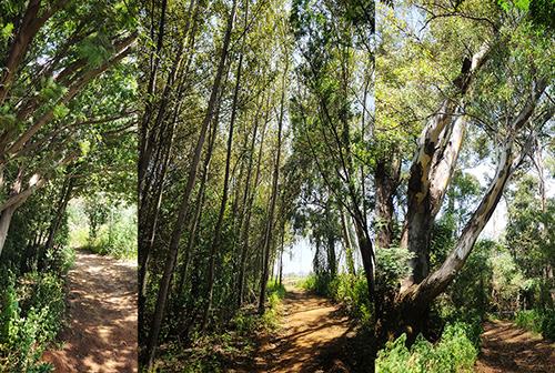 Thaba-Trails-Mountain-Biking-Trail-19-mobile