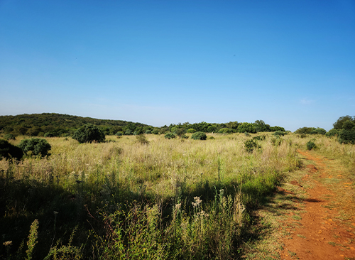 Thaba Trails Walking Running Hiking Trail 30