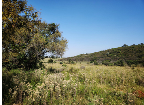 Thaba Trails Walking Running Hiking Trail 35