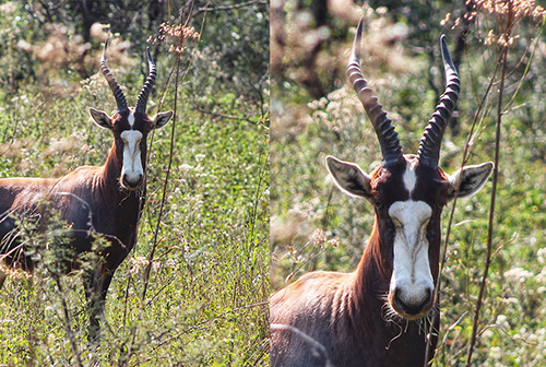 thaba-trails-wildlife-blesbok-mobile