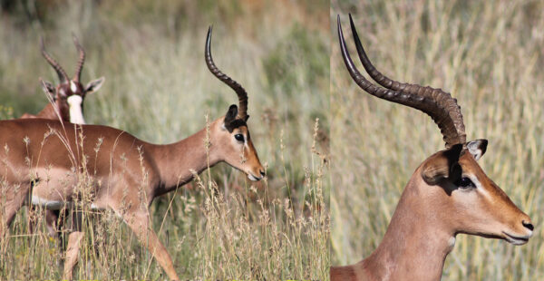 thaba-trails-wildlife-bok