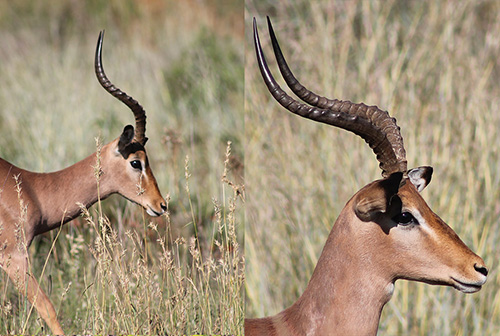 thaba-trails-wildlife-bok-mobile