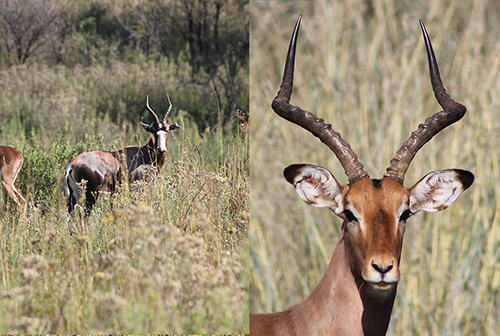 thaba-trails-wildlife-couple-of-boks-mobile