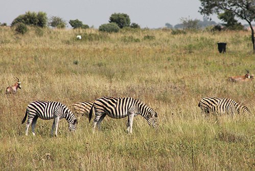 thaba-trails-wildlife-couple-of-zebra-mobile
