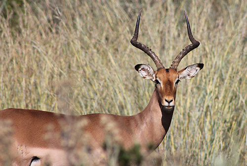 thaba-trails-wildlife-front-of-boks-mobile