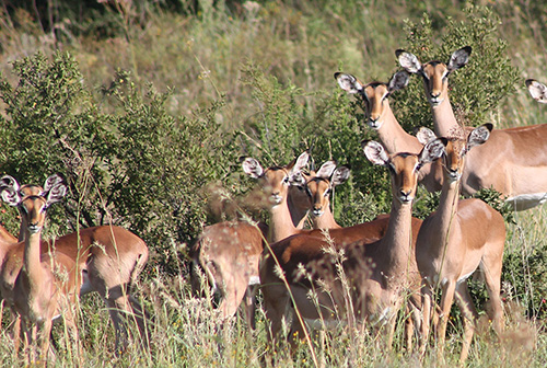 thaba-trails-wildlife-group-of-boks-mobile