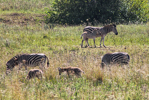 thaba-trails-wildlife-group-of-zebra-mobile