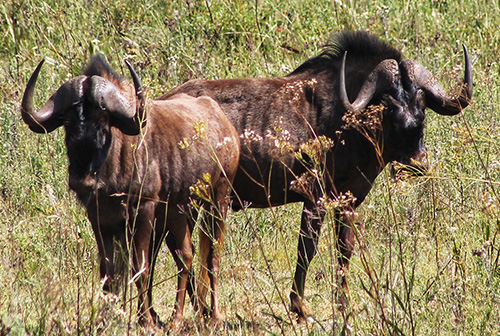 thaba-trails-wildlife-wildebees-upclose-2-mobile