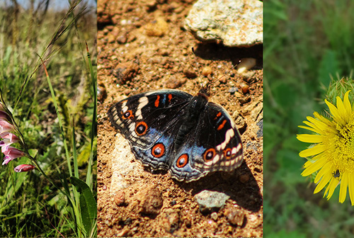 thaba-trails-wildlife-yellow-flower-mobile
