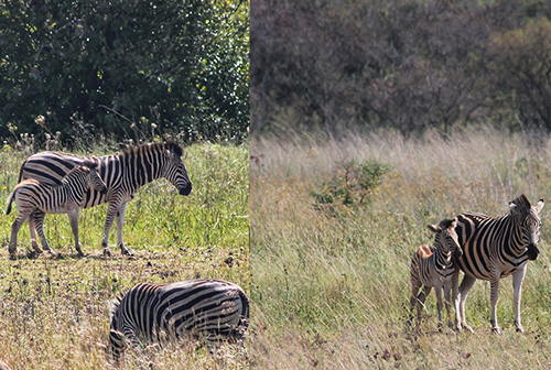 thaba-trails-wildlife-zebra-and-fold-mobile