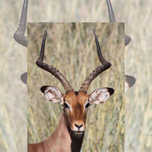 Copy of Copy of Copy of Copy of thaba website pics1 (Logo)