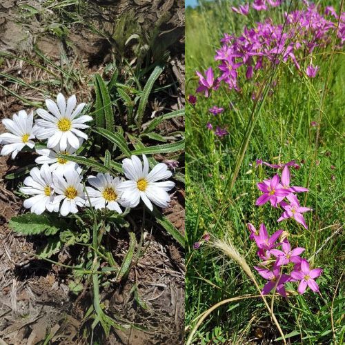 Copy of Copy of thaba website pics (Logo)